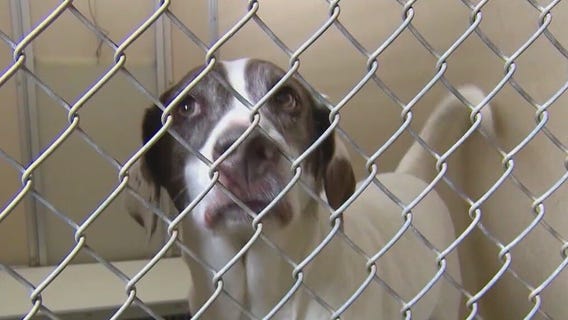 P.A.W.S. Tinley Park hosting grand opening this weekend