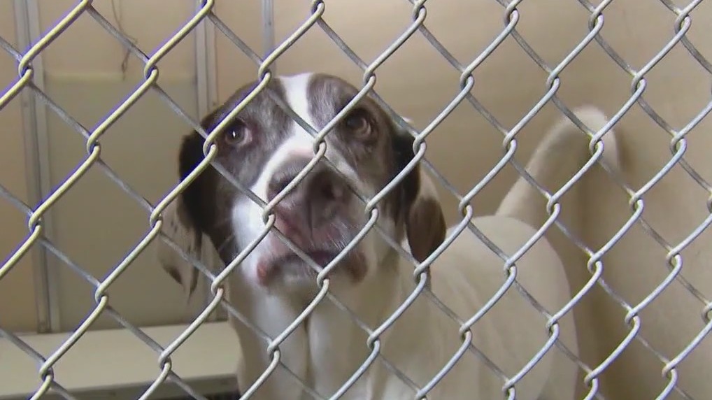 P.A.W.S. Tinley Park hosting grand opening this weekend