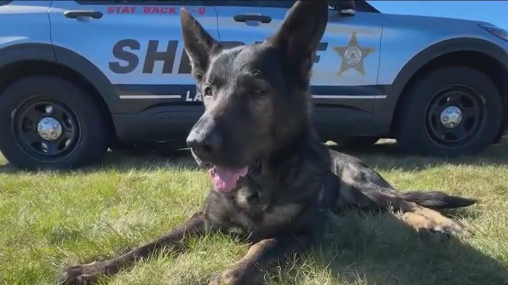 Beloved K9 Dax passes away just days after official retirement ceremony