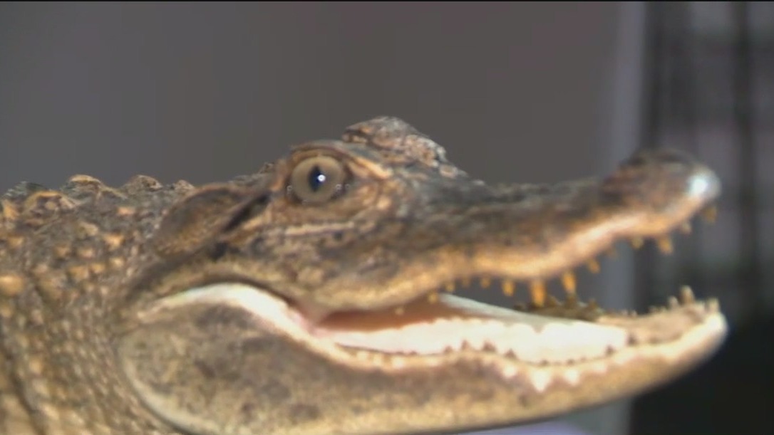 Alligator rescued from Rockland County creek