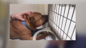 FOX 32's Scott Schneider cages himself for West Suburban Humane Society fundraiser