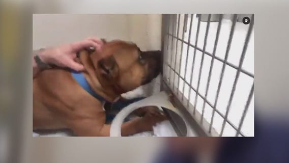 FOX 32's Scott Schneider cages himself for West Suburban Humane Society fundraiser