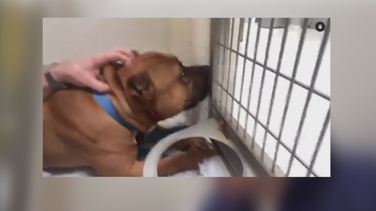 FOX 32's Scott Schneider cages himself for West Suburban Humane Society fundraiser