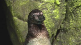 Brookfield Zoo Chicago introduces newest penguin arrival ahead of World Penguin Day
