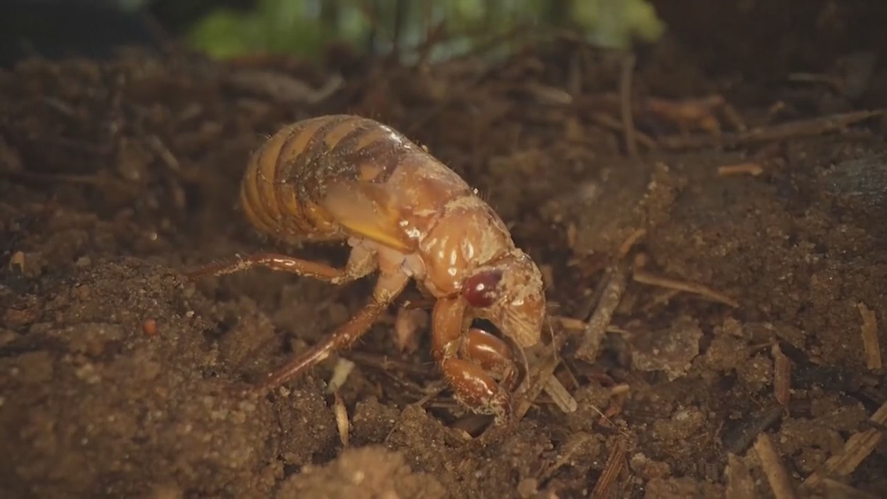 Cicada invasion: Unusual double dose expected to hit the US