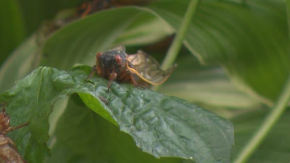Chicago area prepares for 'Cicada-geddon' as rare double dose of noisy pests descends
