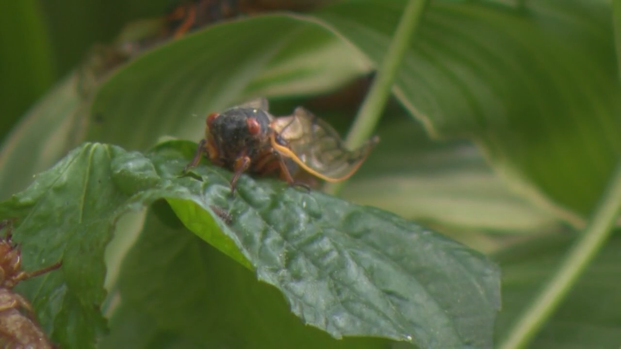 Chicago area prepares for 'Cicada-geddon' as rare double dose of noisy pests descends