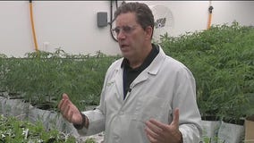 Texas: The Issue Is - Medical Marijuana