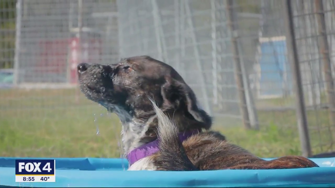 Dog of the Day: Gertie