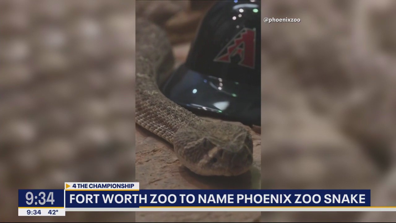 Fort Worth Zoo to rename Phoenix Zoo's rattlesnake