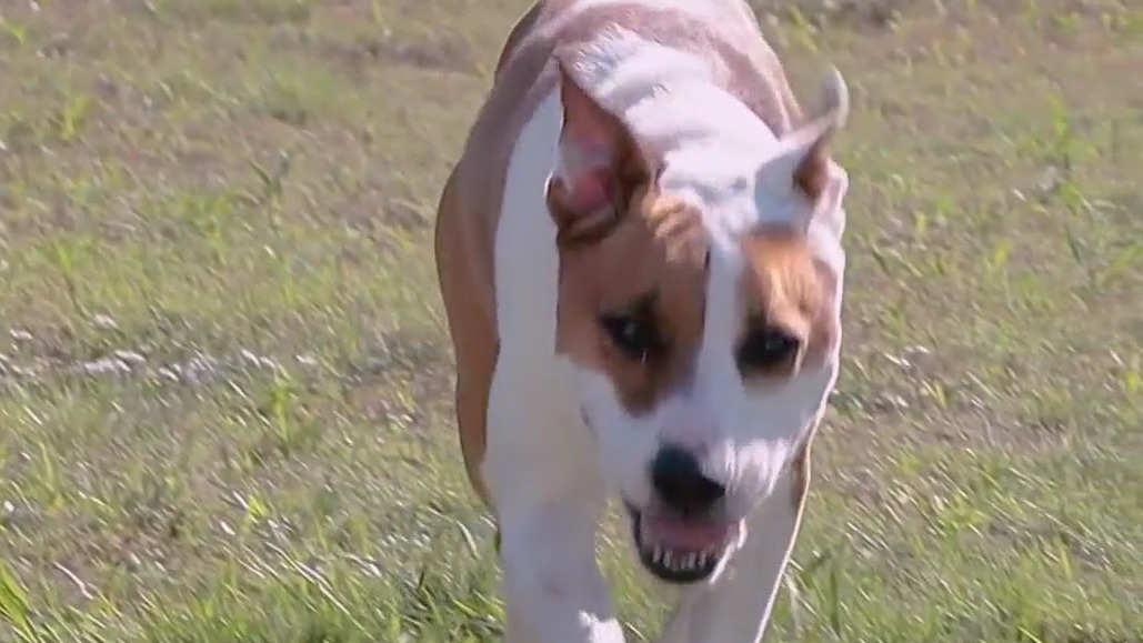 Pet of the Day: Lola