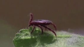 How to stay safe from ticks