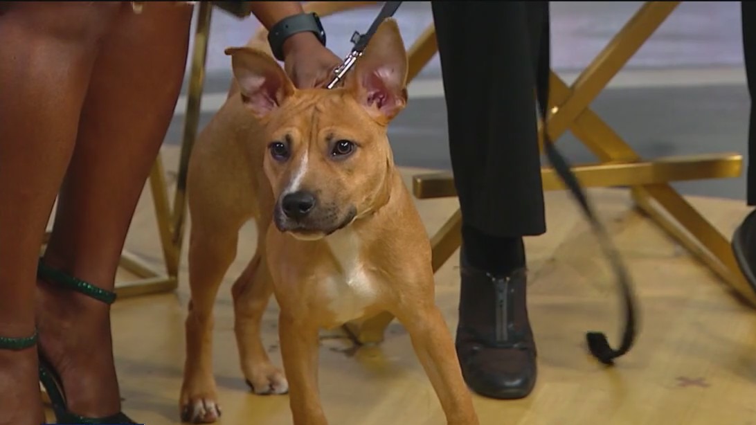 Last chance to get in on the PAWS Chicago Spring Adopt-A-Thon