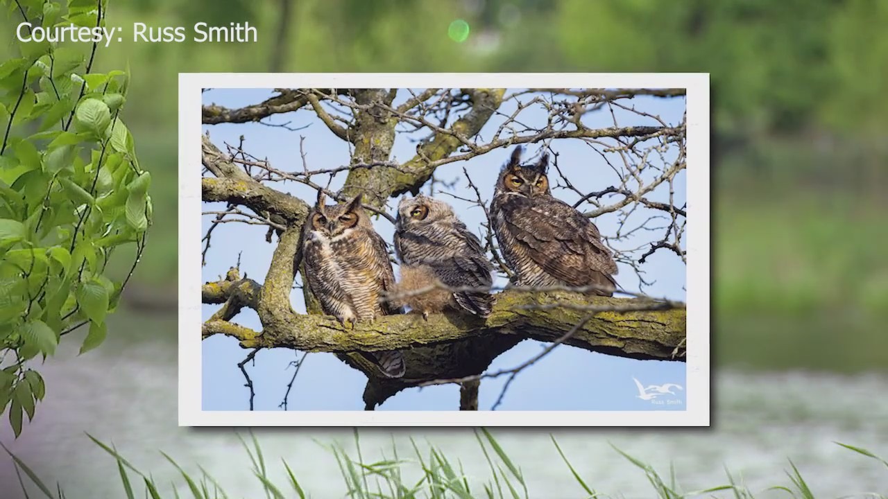 Rat poison blamed for owl deaths in Lincoln Park