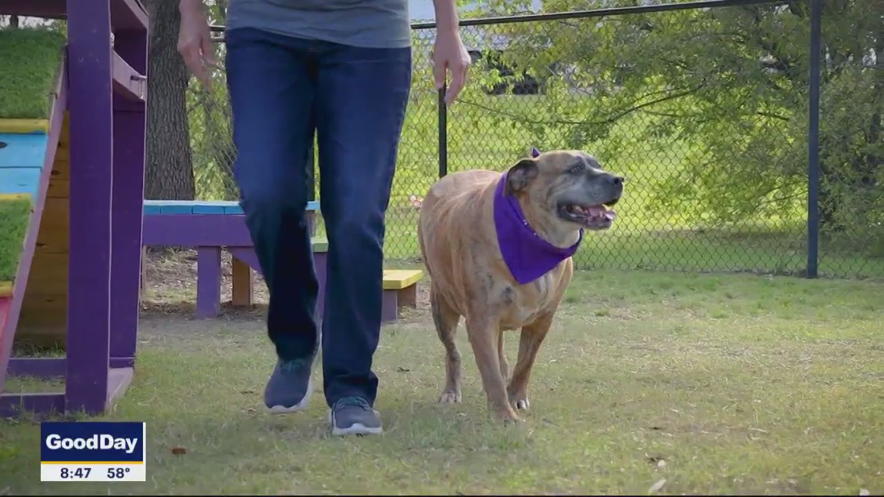 Dog of the Day: Shira