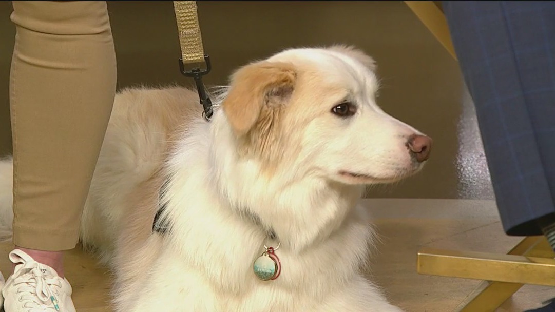 SOUL Harbour Ranch showcases benefits of animal therapy