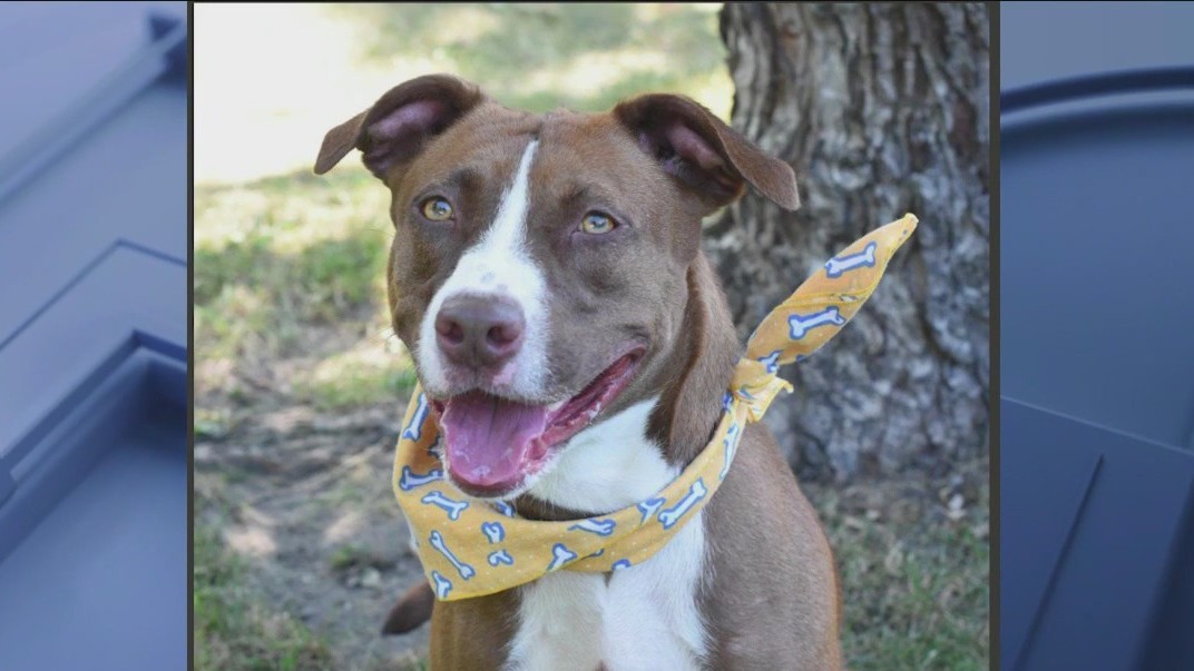 Orphans of the Storm encourages disaster preparedness for pets