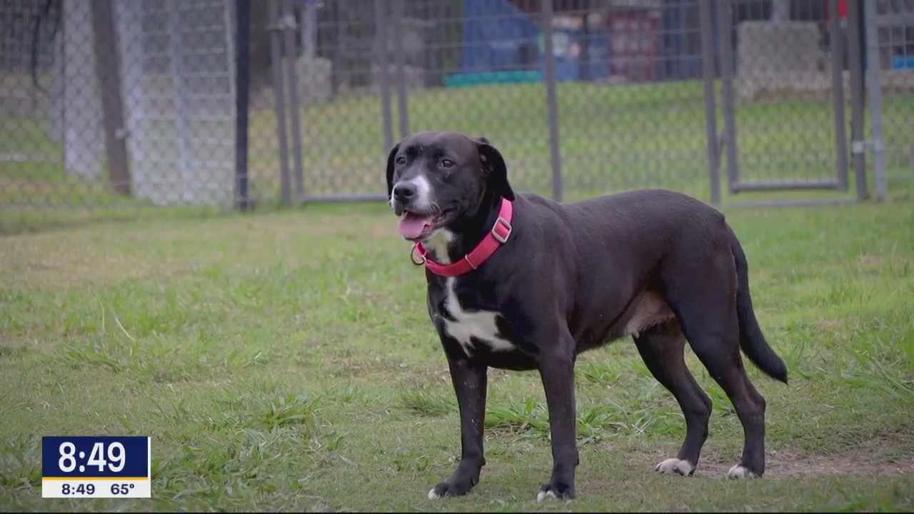 Dog of the Day: Candy