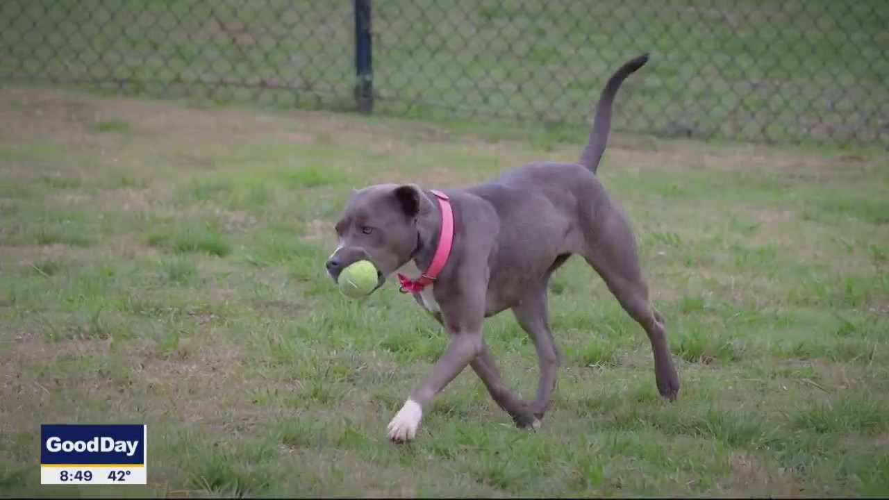 Dog of the Day: Kiki