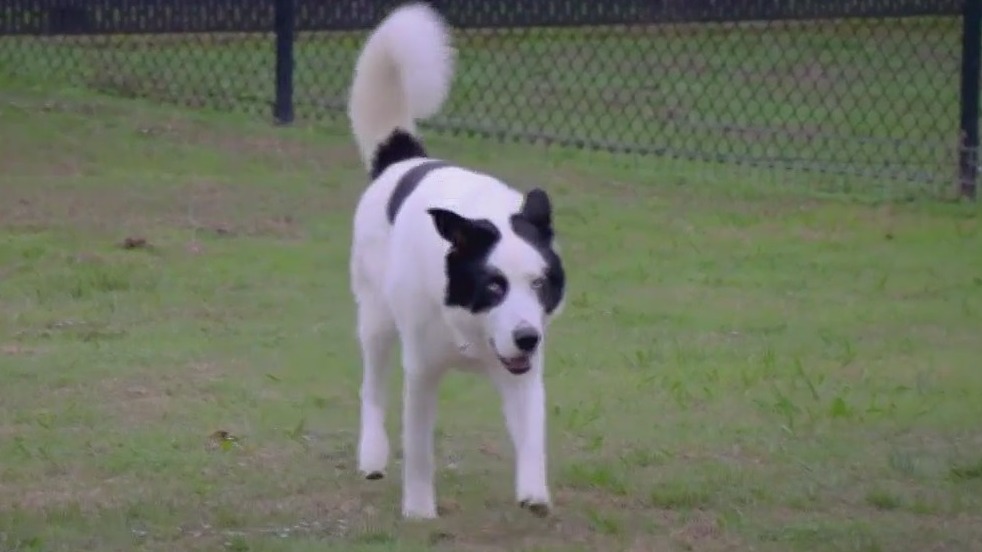 Pet of the Day: Vaca