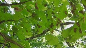 Visit Oak Park holding cicada photo contest