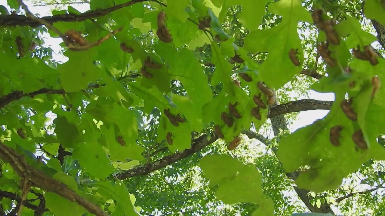 Visit Oak Park holding cicada photo contest