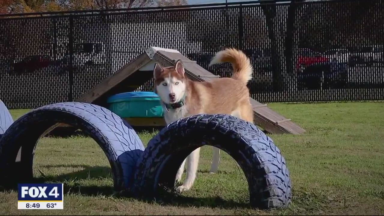 Dog of the Day: Phoenix