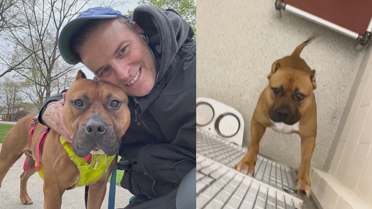 'Rennie' in Downers Grove needs a forever home