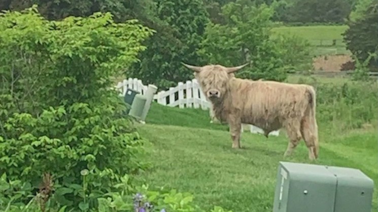 Stray bull returned to owner in Mundelein