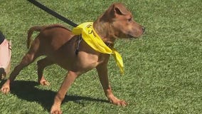 PAWS Chicago teams up with Cubs for adoption event