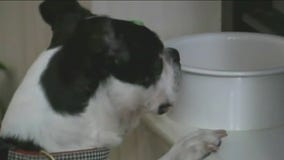 Are cicadas poisonous to dogs?