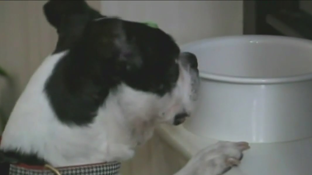 Are cicadas poisonous to dogs?