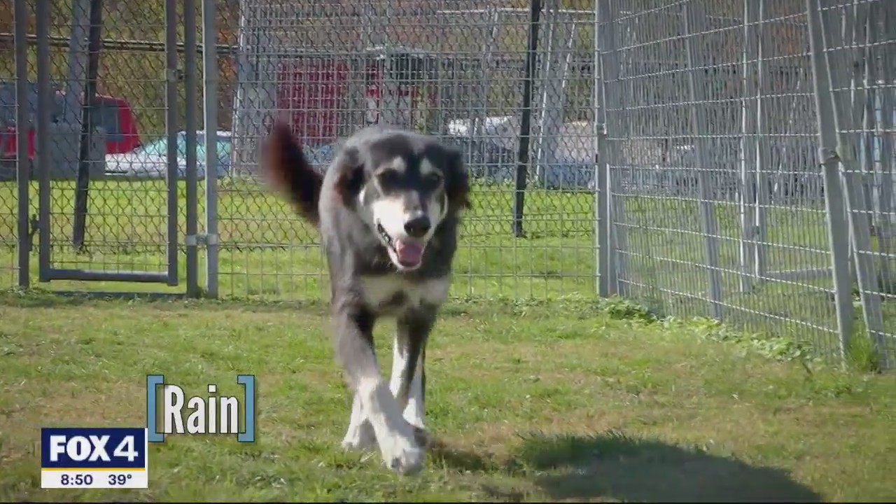 Dog of the Day: Rain