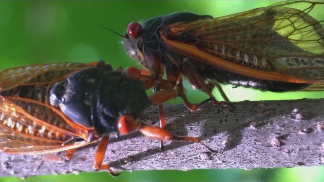 Cicadas in Chicagoland: Why some communities are buzzing while others are silent
