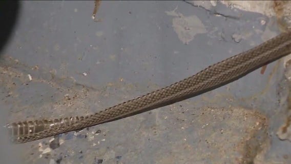 Local family's home overrun by garter snakes despite attempts to keep them out