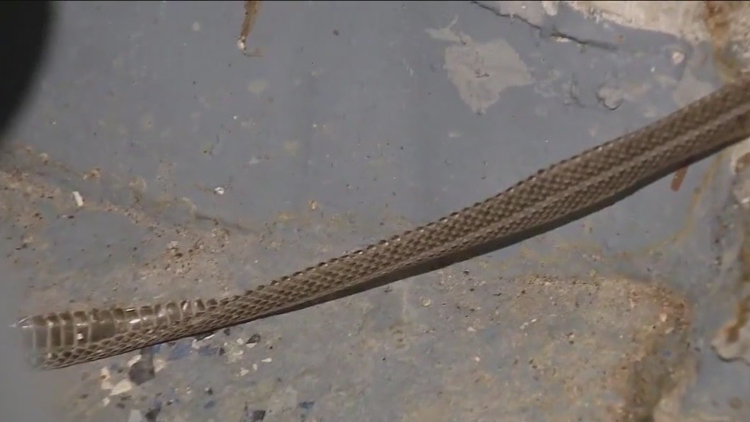 Local family's home overrun by garter snakes despite attempts to keep them out
