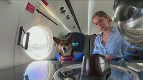 Luxury dog-friendly airline charges $6K+ for one-way fare