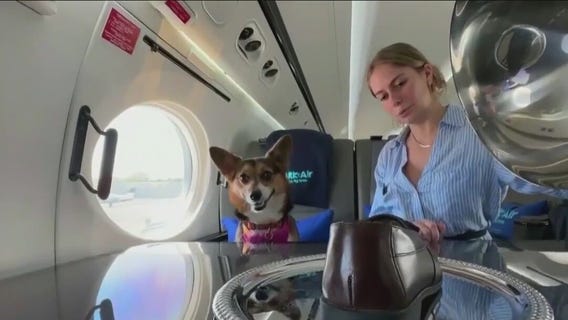 Luxury dog-friendly airline charges $6K+ for one-way fare