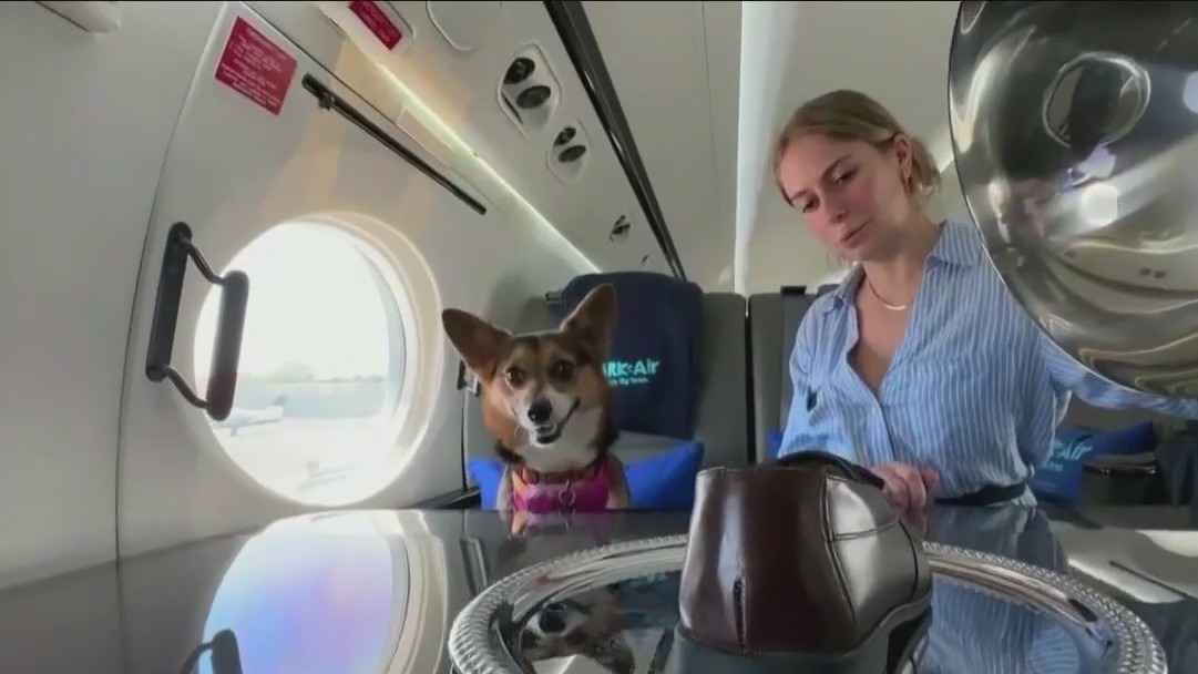 Luxury dog-friendly airline charges $6K+ for one-way fare
