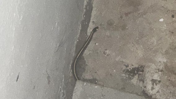 Cook County home overrun by garter snakes despite attempts to keep them out