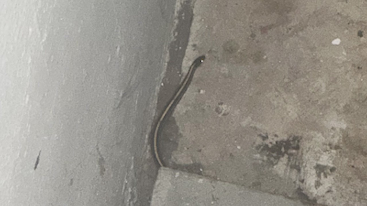 Cook County home overrun by garter snakes despite attempts to keep them out