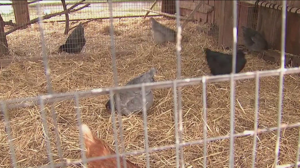 Salmonella outbreak linked to backyard poultry