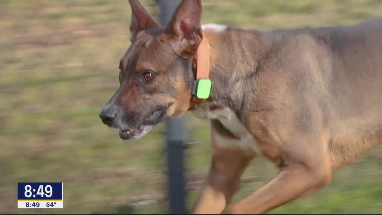 Dog of the Day: Lenny