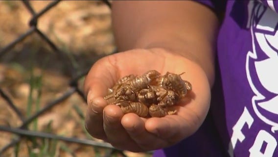New book teaches kids not to be afraid of cicadas