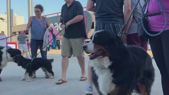 The Chicago Dogs host 'Bark at the Ballpark