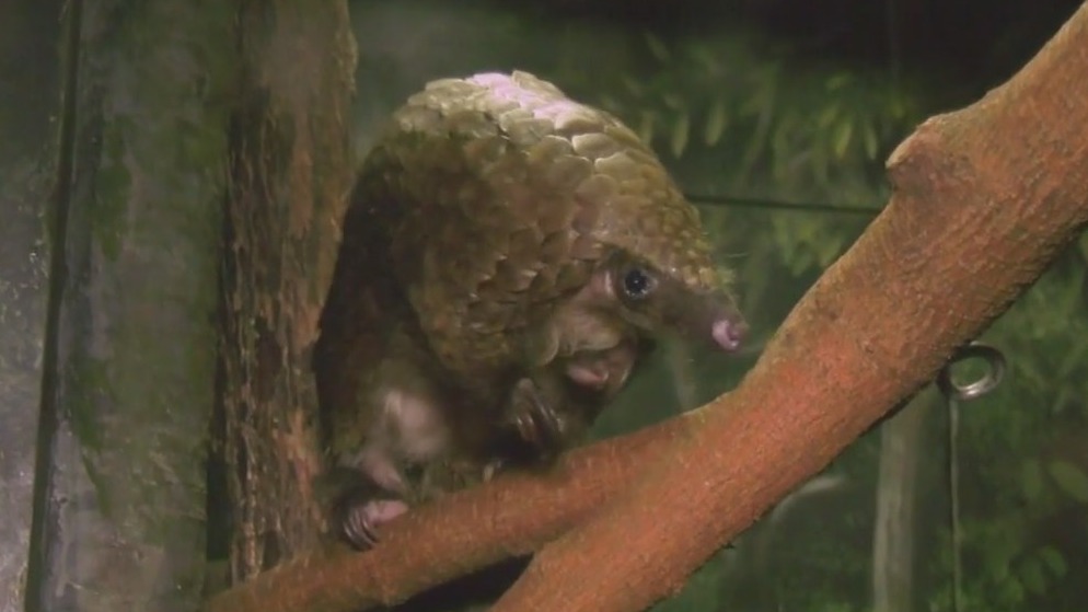 Pangolins curl up with cuteness at Brookfield Zoo Chicago