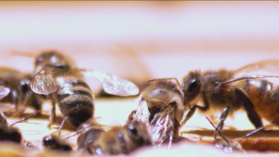 How to treat bug bites, stings this summer season