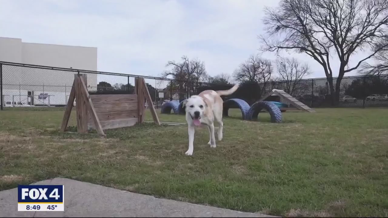Dog of the Day: Lucy
