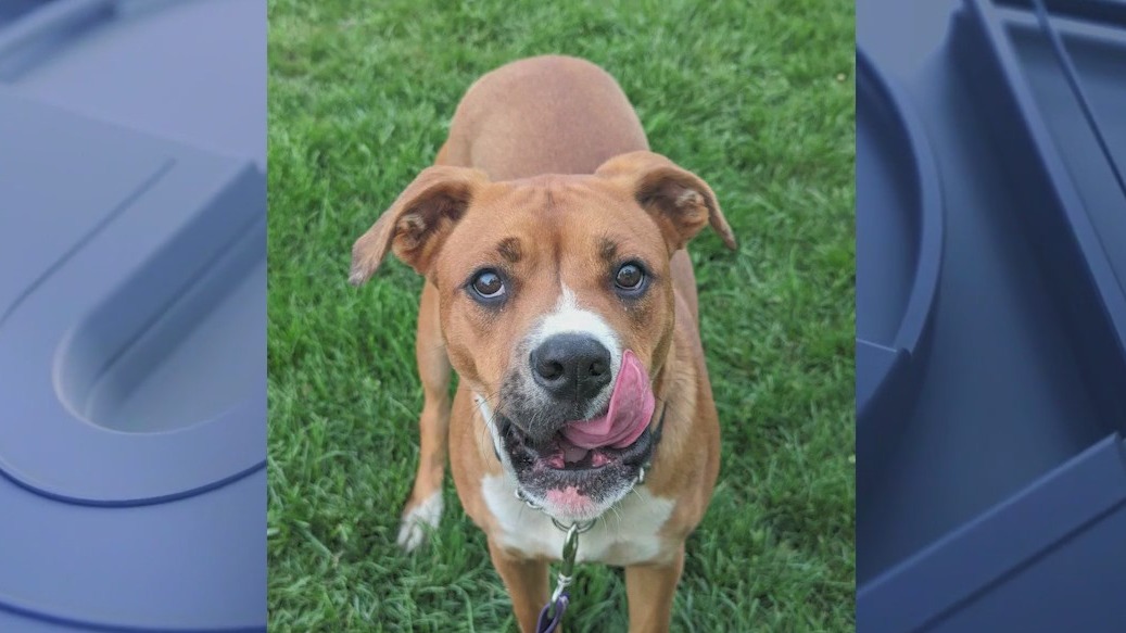 Heartland Animal Shelter helps pups and kittens find forever homes