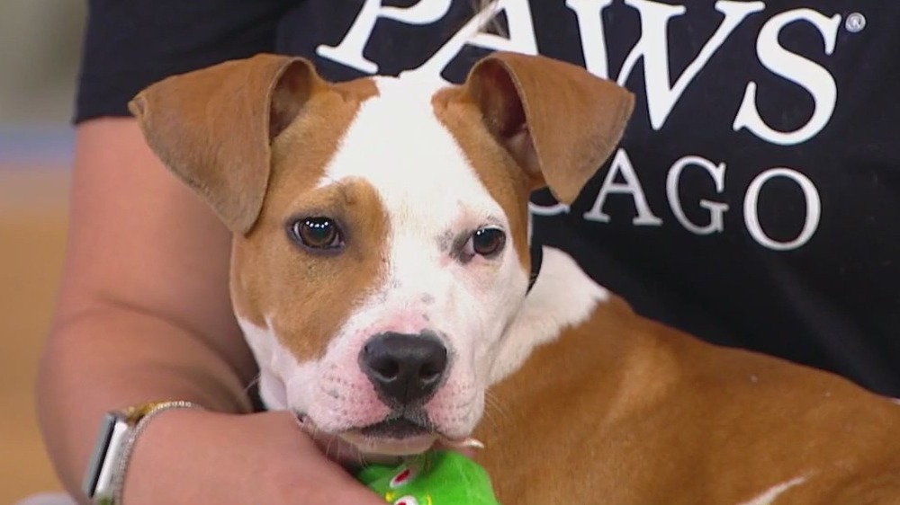 PAWS Chicago hosting adoption event this Saturday in Schaumburg